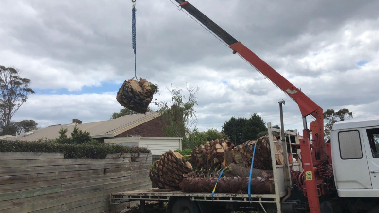 Working With Tree Solution Professionals To Handle Your Trees