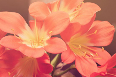 diseno web personalizado versus temas de wordpress cual es mejor