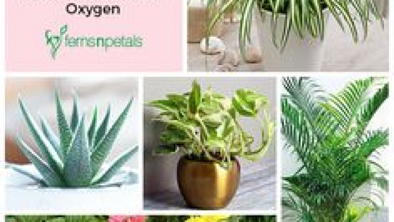 How much does a medical oxygen plant cost?