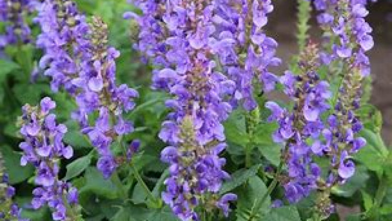 Salvia Market 2022 Size, Future Demand, Global Research Report To 2028