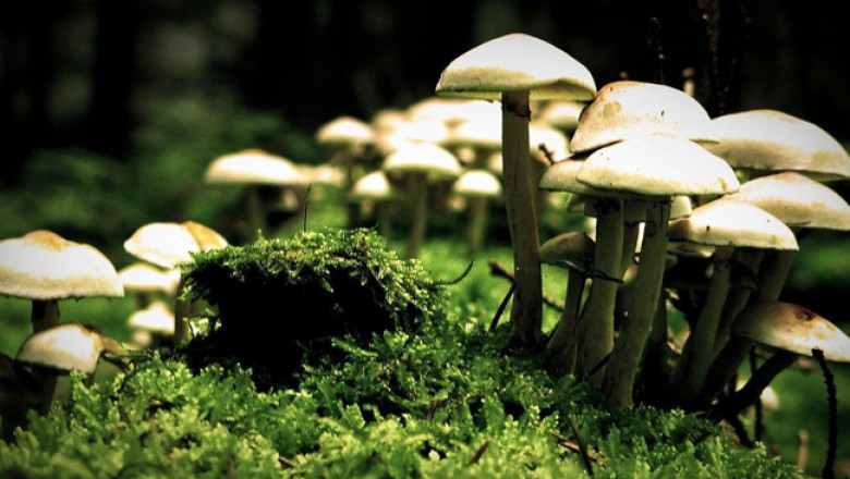 Train your staff to be experts with Mushroom Training Consultancy