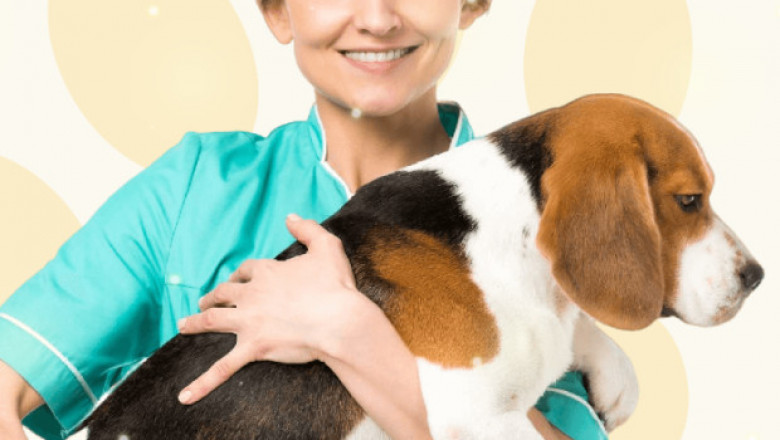 Get The Best Dog Neuter Service By Vets In The City