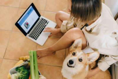 How to Start an Online Pet Store