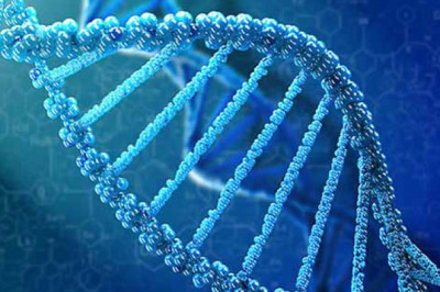 In Order To Emphasize Their Differences And Similarities With Antibodies, Aptamers Are Often Referred To As Chemical Antibodies