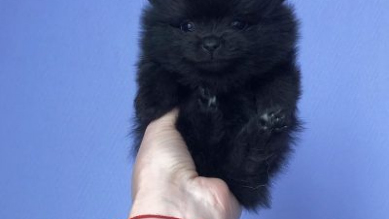 Informational Materials for Pomeranian in a Teacup