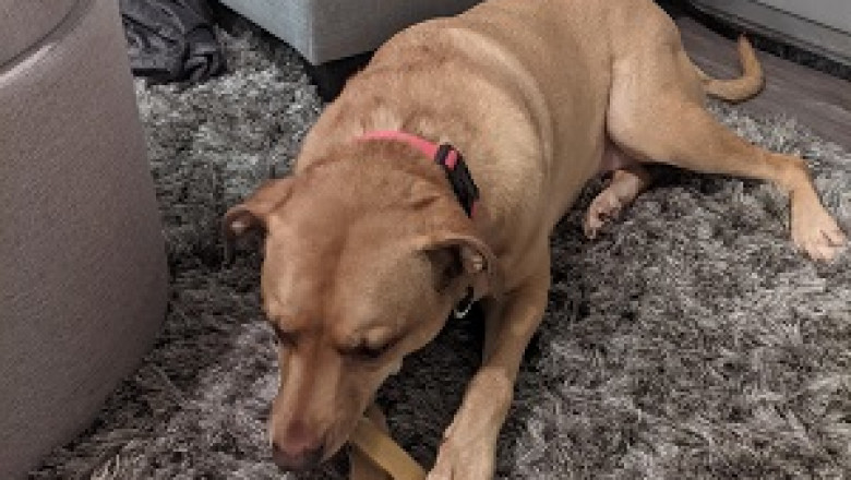 Dog Antler Chews: Safest Chewing Alternative For Your Furry Friend