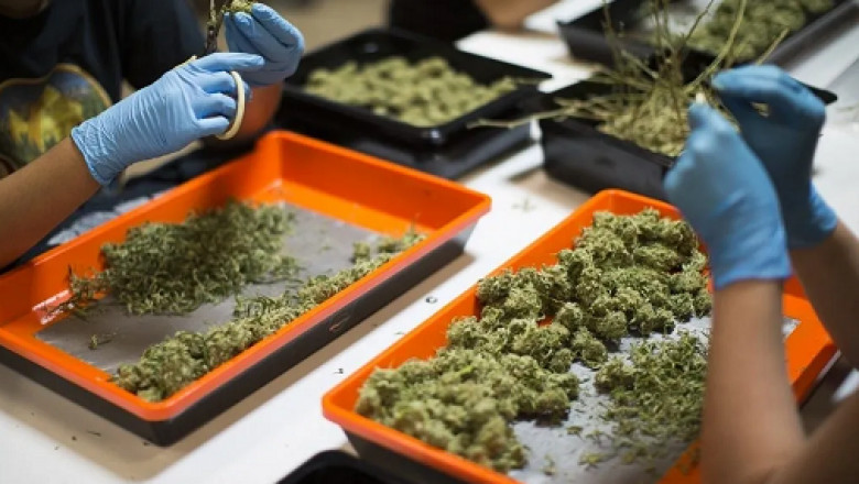 The Buds of a Flower are Removed Before Gathering | LTD TRIMMING