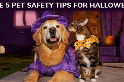 The Five Pet Safety Tips for Halloween 2022