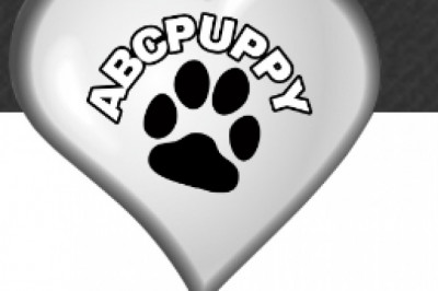 Toy Miniature Poodle Puppies For Sale Austin | Abcpuppy.com