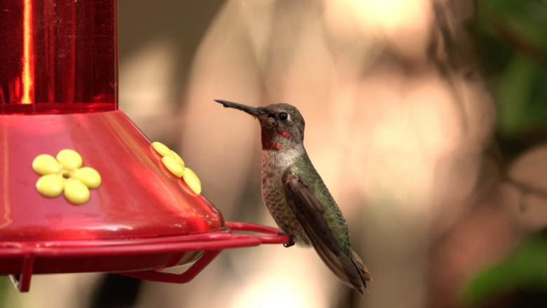 3 Reasons to Buy Vetafarm for Your Pet Bird
