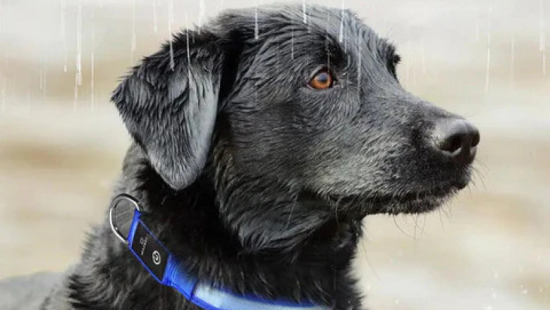 Know Everything About Light Up Collars for Dogs!