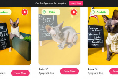 Sphynx Kittens For Sale