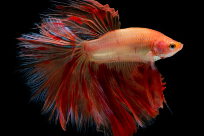 What To Do If Your Female Betta Fish Is Pregnant or Fat