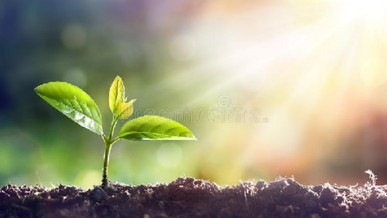 Excellent young plants manufacturer