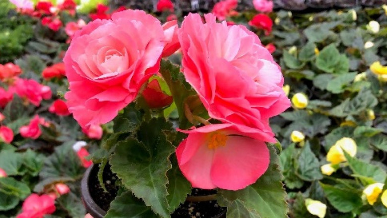 Garden Begonias
