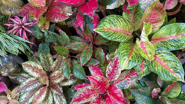 Office Plants in Profile - Ten of the Best!
