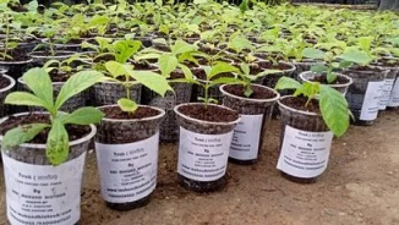 Seedling and plug plants manufacturer right now