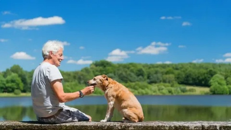 Pets with canine arthritis exhibit inflammation of their elbows, hips, knees, spines, and shoulders