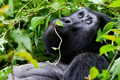 Everything you should know about gorilla trip in Uganda?