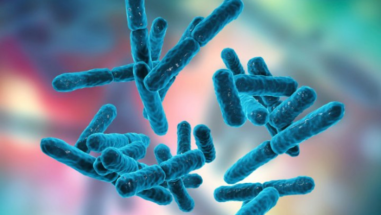 Global Bacillus Coagulans Market Analysis