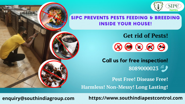 Pest Control Services in Bangalore