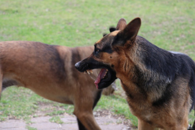 Why Hire Dog Bite Attorney Dallas?