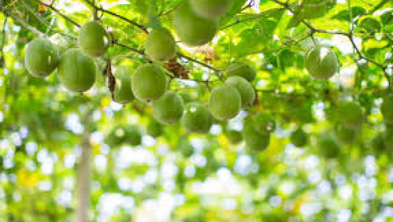 Global Brazzein Market 2022: COVID-19 Impact Analysis and Industry Forecast Report, 2028