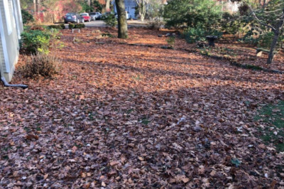 How to Remove Hartford County Leaf Removal