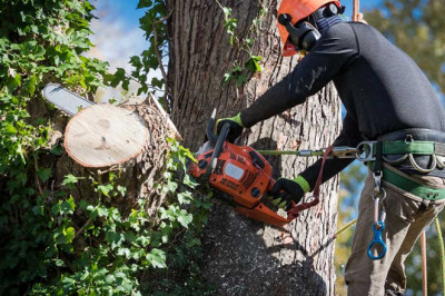 Why do you need tree service in Bristol CT?