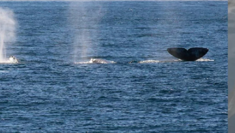 Book Whale watching tickets at discount rate in San Diego