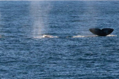 Book Whale watching tickets at discount rate in San Diego