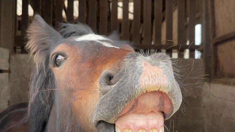 Why Horse Riding Is Definitely An Great Journey