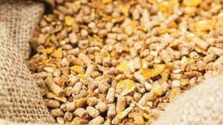 Animal Feed Protease Market | Global Industry Trends, Segmentation, Business Opportunities & Forecast To 2028