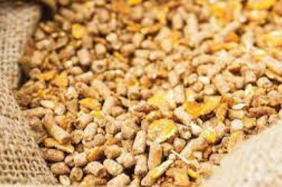 Animal Feed Protease Market | Global Industry Trends, Segmentation, Business Opportunities & Forecast To 2028