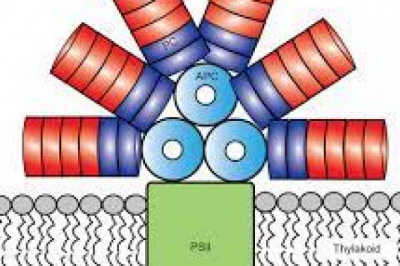 Phycobiliproteins Market Size, Status, Growth | Industry Analysis Report 2020-2028