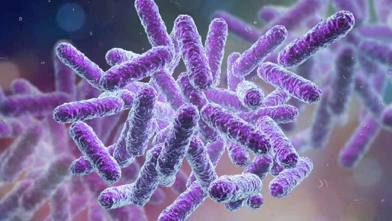 Bacillus Subtilis Market Revenue, Industry Growing Demand, Top Companies, Regional Outlook Up To 2028