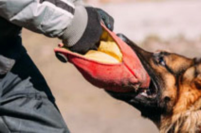 Experienced Dog Bite Lawyer in Palm Springs