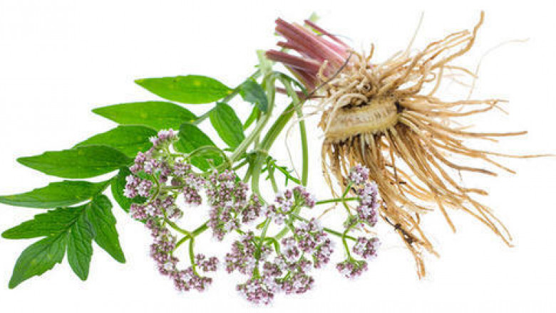 Global Valerian Root Extract Market | Recent Developments &amp; Emerging Trends To 2031