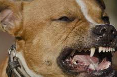 Hire a Dog Bite Attorney in Murrieta and Temecula