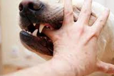 Hire a Qualified Dog Bite Lawyer in Menifee CA