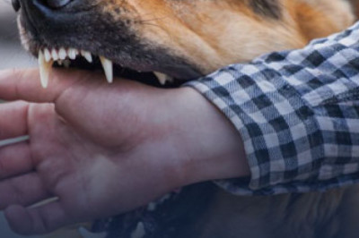 Hire an Experienced and High Qualified Dog Bite Attorney in Temecula