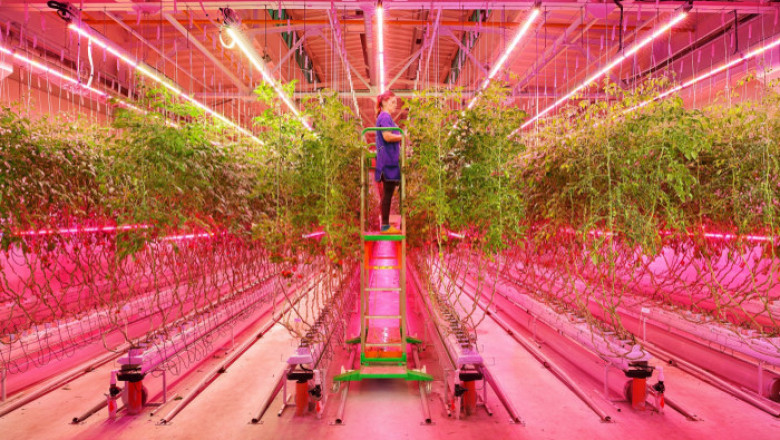 Horticulture LED Lighting Market Size, Dynamics & Forecast Report to 2028