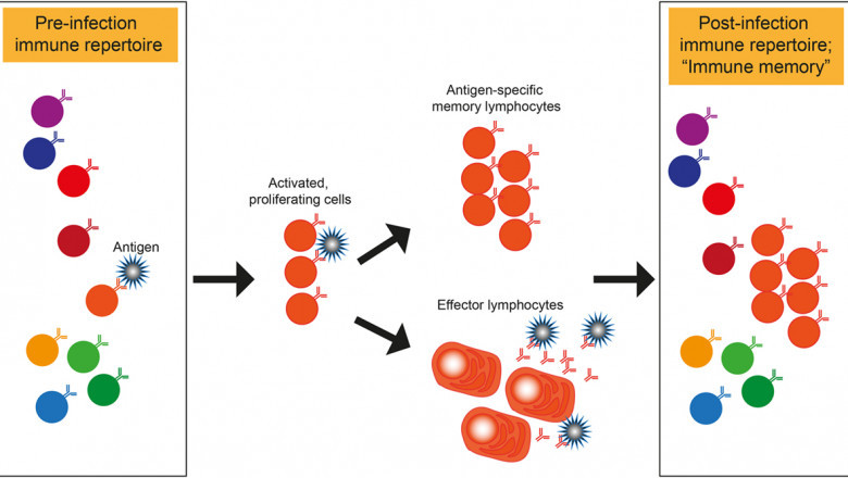 Immune Repertoire Sequencing Provides Unique Benefits Over More Frequent Diagnosis and Prognostic Methods