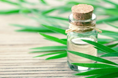 Tea Tree Oil Market