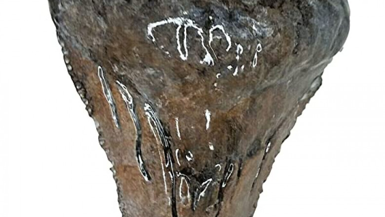 The Ultimate Guide to Choosing the Best Christmas Tree Ornaments for Your Home