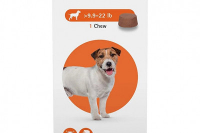 Buy Bravecto for Small Dogs 9.9-22lbs(Orange)|petcaresupplies