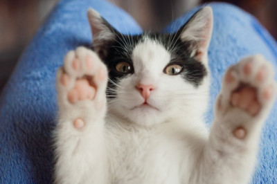 How to Choose Comfortable Cat Beds to Make Your Feline Stop Lying in the Litter?