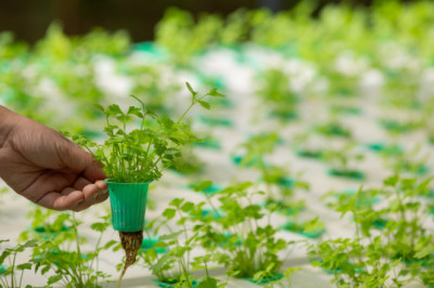 Hydroponics Email List | Hydroponics Industry Mailing List -MailingInfoUSA