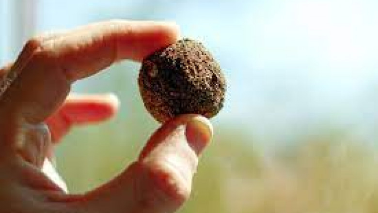seed balls for marriage