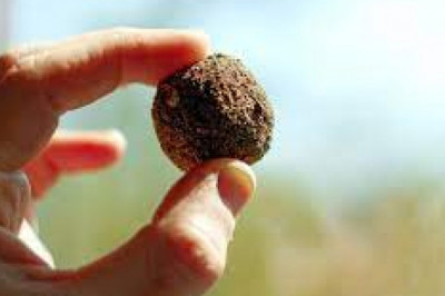 seed balls for marriage